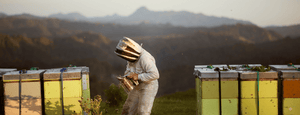 نقاء واستدامة Egmont Honey - نحال في نيوزيلندا